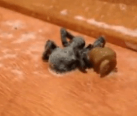 Un ver dégueu sort du ventre d'une araignée morte.