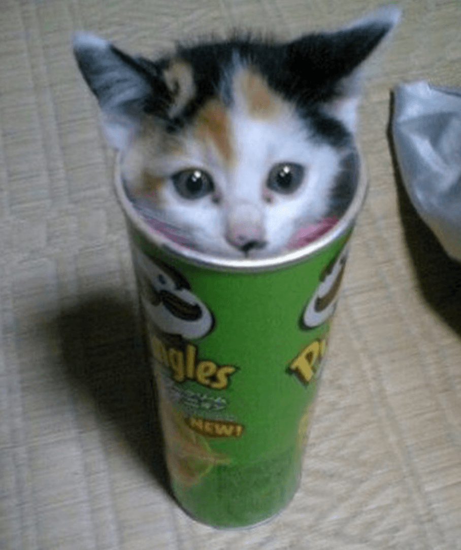 TOP 10 des Chatons en boîtes Pringles | InMyBuzz - Part 2