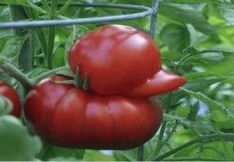 tomate_forme_canard_insolite