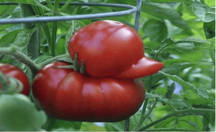 tomate_forme_canard_insolite